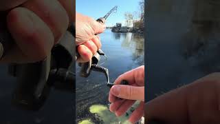 Big sauger under the bridge fishing sauger mississippiriver [upl. by Deyas]