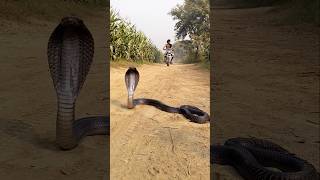 Village snake Admi ki fasal k pass [upl. by Aihsa167]