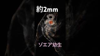 ゾエア幼生がフンをする貴重なシーン🐚🦀 顕微鏡 zoea 海洋生物観測所 shorts [upl. by O'Reilly]