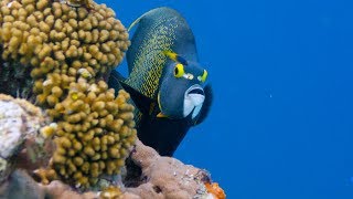 Bonaire Scuba Diving [upl. by Sehcaep]