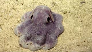 Dumbo Octopus in Action  Nautilus Live [upl. by Sharity902]