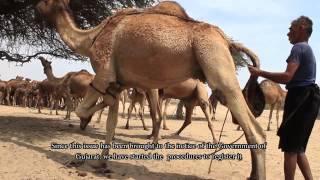 The Kharai Camels Amazing Camel Breed of India [upl. by Henghold981]