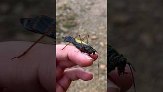 Types of Katydids Part 7 insects katydid [upl. by Stieglitz]