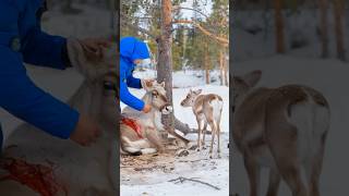 24 Hours to Save the Mother Reindeers Life  The Ultimate Reindeer Rescue Challenge [upl. by Warila935]