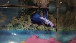 aquarium vlog  Betta fish  new tank setup [upl. by Aelam]