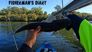 Tingalpa Creek Flathead Bream And Sole Kayak Fishing  Fishermans Diary Ep 671 [upl. by Llenaj]