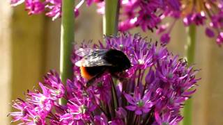 Bumble bee feeding on allium flowers [upl. by Haveman565]