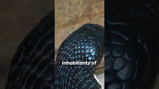 The Deadly Elegance Blacknecked Spitting Cobra [upl. by Walcott]