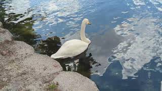 Whooper Swan with Yellow amp Black Beak Sleeps amp Royal Mute Swans by Cypress Trees at Lake Eola Park [upl. by Anivlac]