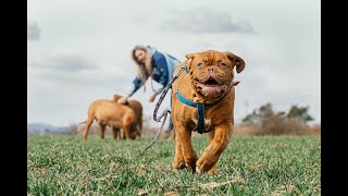 TOP 5 Dog Breeds With the Strongest Bite Force With PSI Measurements [upl. by Melony]