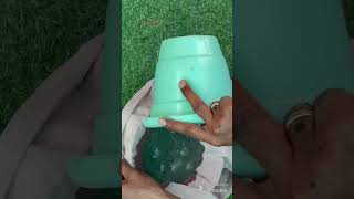 फंगस का जड़ से सफाया fungus fungustreatment homemade fungicide [upl. by Amimej]