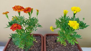 Tagetes como plantar e cuidar [upl. by Ahsiema159]