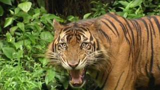 SUMATRAN TIGER  Vanishing Species [upl. by Rehpotsirhcnhoj]