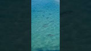 Sharks in Ashkelon [upl. by Pyle]