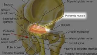 Pudendal Neuralgia Dr Aaron Filler  Spine amp Nerve Health [upl. by Nyleahcim]