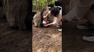 How do ostriches lay eggs [upl. by Farmelo]