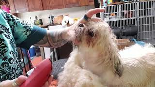 Wet shaving a matted shih tzu [upl. by Esiled731]