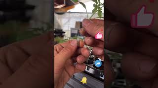 Tomato seedling grafting process [upl. by Dnesnwot]