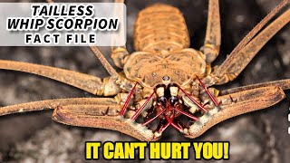 Tailless Whip Scorpion Facts the BUG from HARRY POTTER  Animal Fact Files [upl. by Eissed]