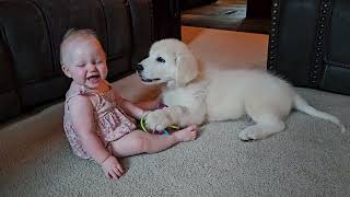 Maremma puppy with my 7 month old [upl. by Coumas]