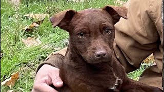 Patterdale Terrier training treeing [upl. by Brian]