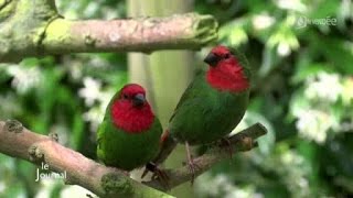 Les oiseaux exotiques de Gilles Sebileau Vendée [upl. by Maximo]