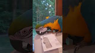 How we all feel about junk mail 🤣 shorts macaw [upl. by Blanchette410]