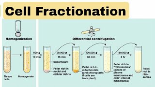 cell fractionation [upl. by Russ7]