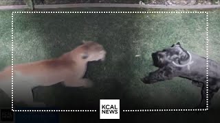 Caught on camera Dog survives mountain lion attack in La Verne [upl. by Adnahsal461]