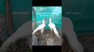 Patta seval 🐔 vairalshort 🔥 Rooster 🔥 videos [upl. by Laeira]