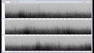 Northern Atlantic Bottlenose Whale vocalizations [upl. by Anemaj]