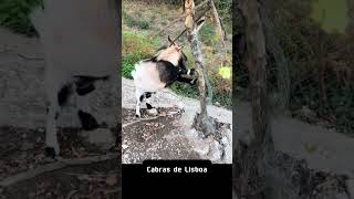 Cabras cuidam de espaços verdes em Lisboa curiosidades noticias animais [upl. by Schumer211]