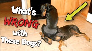 Doberman Funny Video Compilation—The Clowns of the Dog World [upl. by Niahs897]