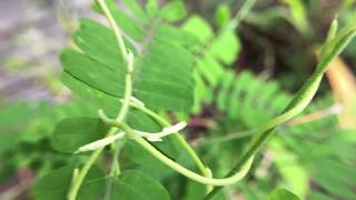 藥用植物 雞母珠紅豆 4K 觀察 Abrus precatorius [upl. by Hackney]