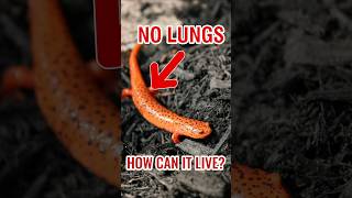 Lungless Salamander  No Lungs No Problem How Does It Survive [upl. by Vina]