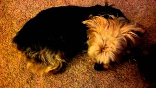 Yorkie Has Seizure [upl. by Latimore]