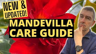 Growing MANDEVILLA Indoors  NEW amp UPDATED Care Guide [upl. by Yeca627]