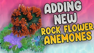 Adding Rock Flower Anemones To My 60 Gallon Reef Tank [upl. by Adok]