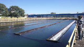 Conventional settling basin at ABV Water Treatment Plant [upl. by Zeeba]