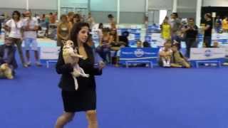 ENCI Mostra Canina Gara Bellezza Cani  Video Fiera di Roma [upl. by Durning123]