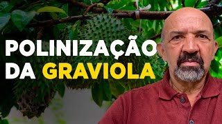 COMO REALIZAR A POLINIZAÇÃO DA GRAVIOLA [upl. by Nahum66]