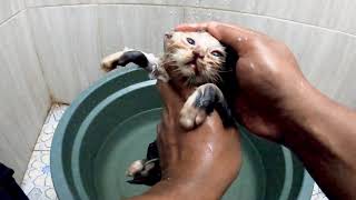 How to bathing a kitten  Removal Fungus [upl. by Neih]