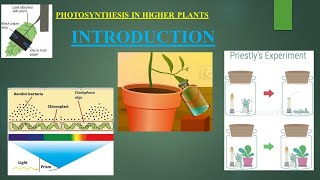 photosynthesis in higher plantsI part1photosynthesis I chap11 I cls11thbiologyncertplantscience [upl. by Fancie]