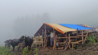 Most Relaxing Shepherd Life  Nepal  Rainy Day  Organic shepherd Food  Real Shepherd Life [upl. by Anirbus]