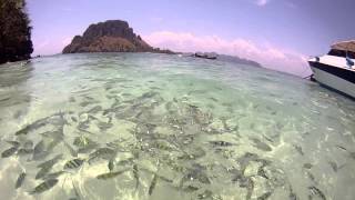 Krabi  Chiken Island  Thailand  fish fish fish [upl. by Oine118]