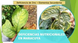 deficiencias nutricionales en maracuya [upl. by Sewole]