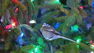 Christmas Tree Roosting Pied Wagtails [upl. by Larissa822]