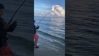 Striped bass every cast Chase using a popper fishing bassfishing fish [upl. by Milka756]