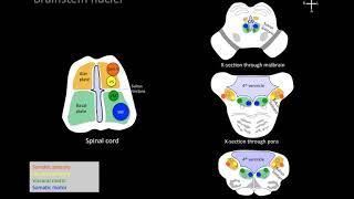 Understanding brainstem cranial nerve nuclei [upl. by Van]