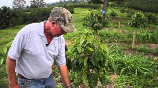 COFFEE PRUNING  Tradition and Innovation [upl. by Checani680]